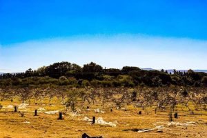 Harsh reality – Only ruins and tree trunks left of show farm after disastrous land reform process