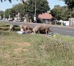 Bloemfontein Now Literally A Pig Sty As Black Farmers Let Their Pigs Eat From The Piles Of Uncollected Refuse Bags in The Suburbs!