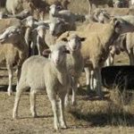 If they don’t want to kill you they will just steal your property and that is Economic Genocide: Farmer hit hard by stock theft